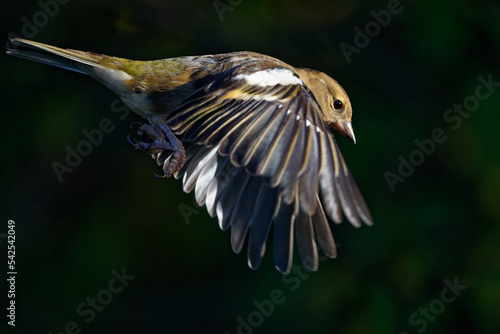 Side view of female chaffinch in flight