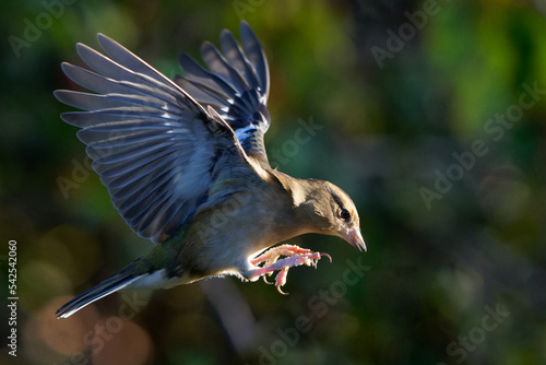 Female chaffinch in flight 