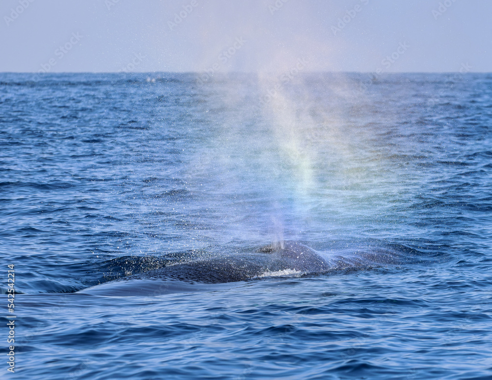 Fototapeta premium Humpback Whale