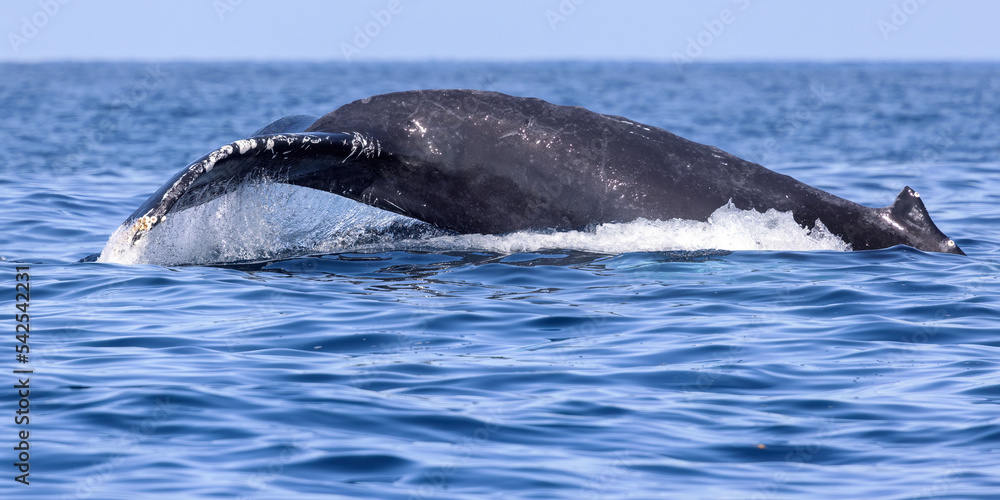 Obraz premium Humpback Whale
