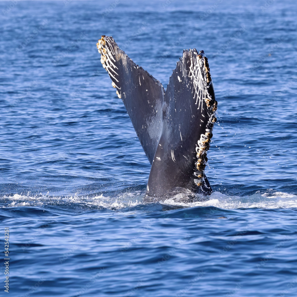 Fototapeta premium Humpback Whale
