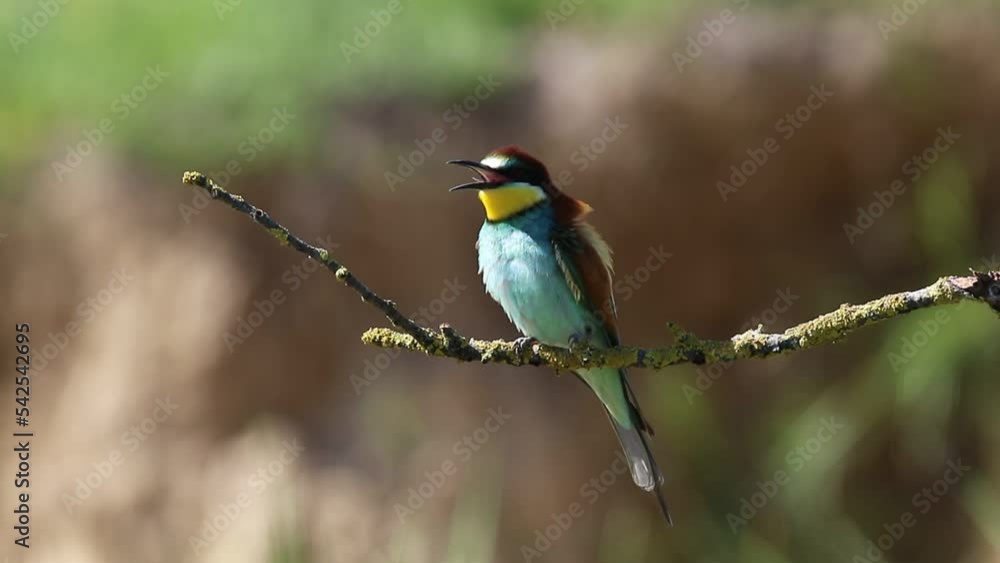 Żołna (Merops apiaster) Żołna (Merops apiaster)