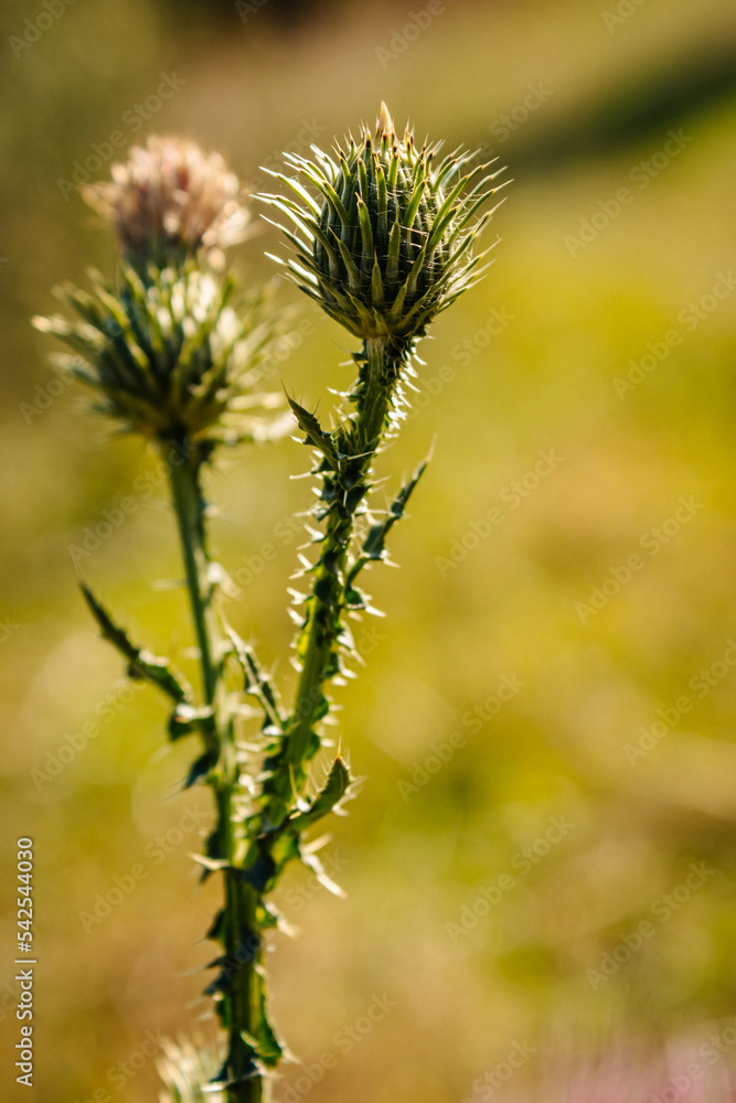 flower of a thistle flower of a thistle