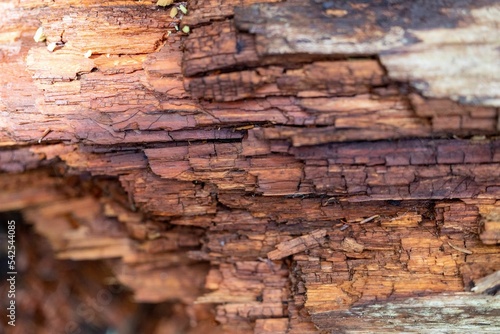 Closeup shot of the inside of a decaying tree trunk