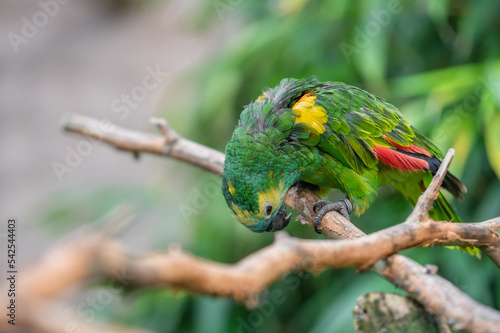 isolierter, grüner Papagei auf einen Zweig vom Baum mit Platz für Text