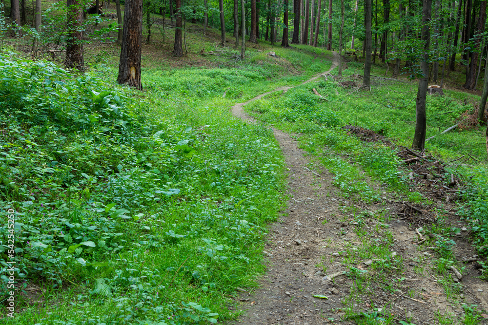 forest path between trees forest path between trees