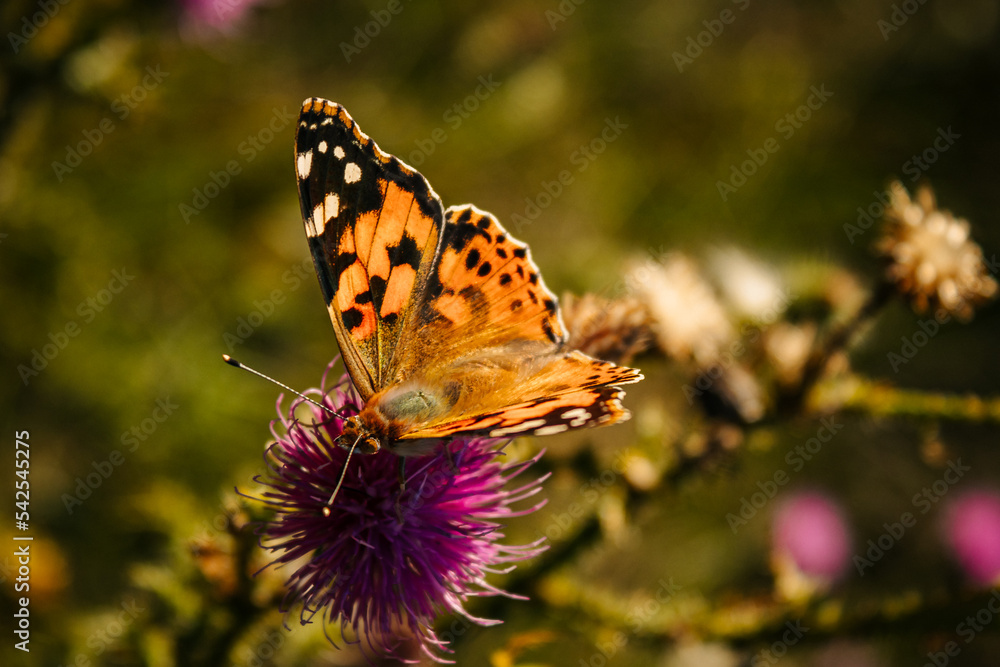 butterfly on flower butterfly on flower