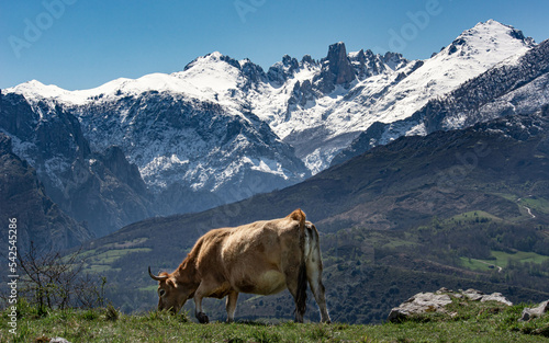 Picos de Europa, Asturias, Urriellu, Naranjo de Bulnes