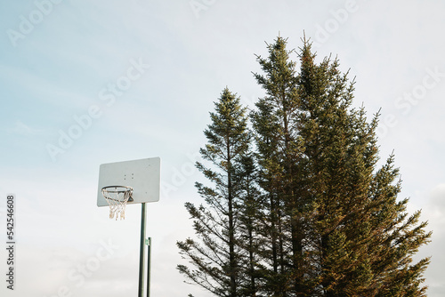 Basketball hoop against coniferous trees