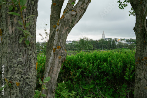 Lush plants in city outskirts photo