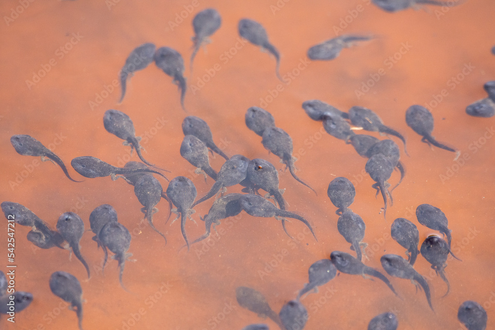 Fototapeta premium View to gathering frog tadpoles on shallow water pool