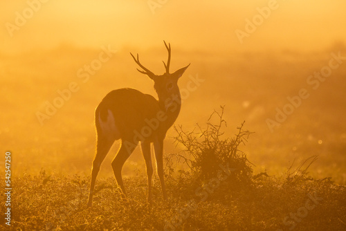 Beautiful sunrise view to Pampas Deer with backlight and morning fog