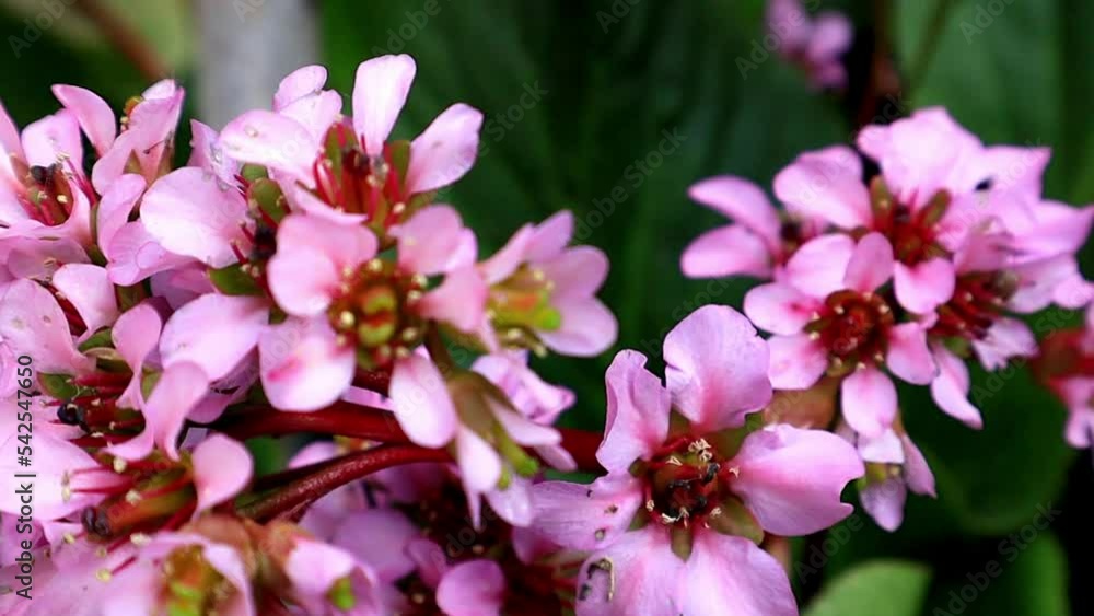 Elephant's ears bergenia bressingham pink or Badan blossoming perennial flowers. Saxifrage family Saxifragaceae plant. Flowering plants using in medicine. Vergenia hybrid common garden culture specie