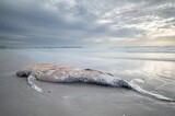 Closeup of a dead whale on the sandy beach