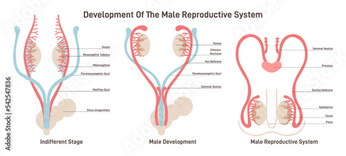 Male reproductive system development. Embryonic growth and sexual