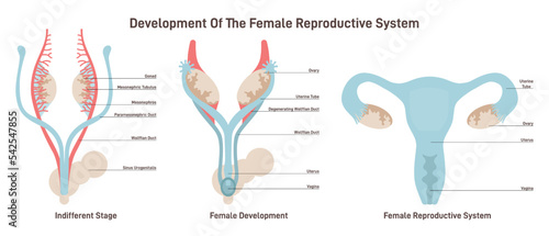 Female reproductive system development. Embryonic growth and sexual