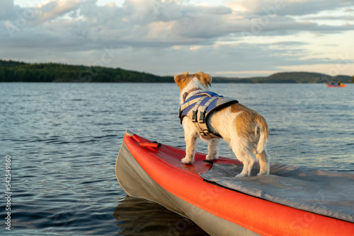 Jack Russell Terrier in a blue life jacket stands on the bow of a red kayak. There is a forest on the horizon. Evening in sunset light. Traveling a dog on a boat