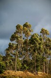 Vertical shot of green trees with a cloudy sky background
