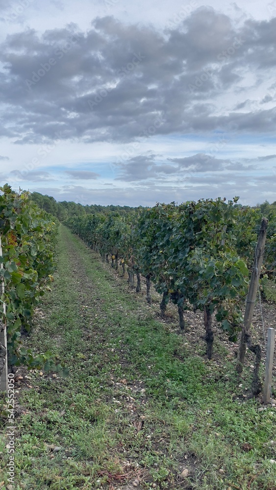 vineyard in autumn Vignoble du Bordelais, Graves Pessac Léognan, 