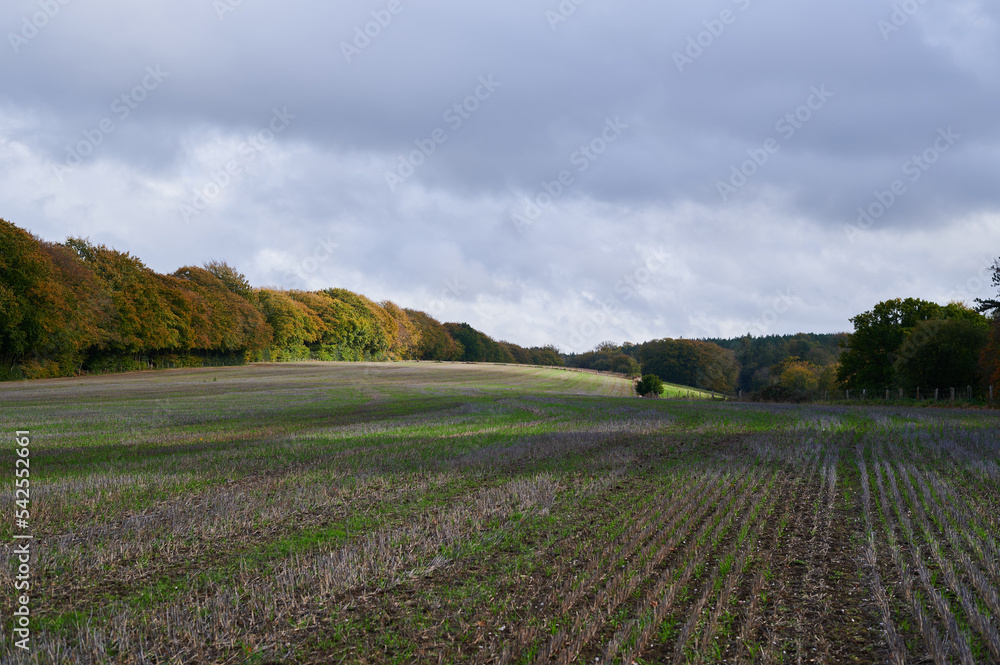 Field with trees in autumn / fall under cloudy sky
