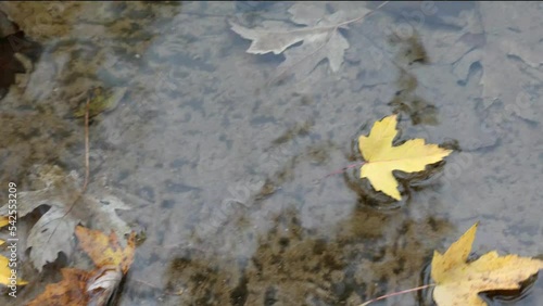 Autumn leaves floating in rippled water.