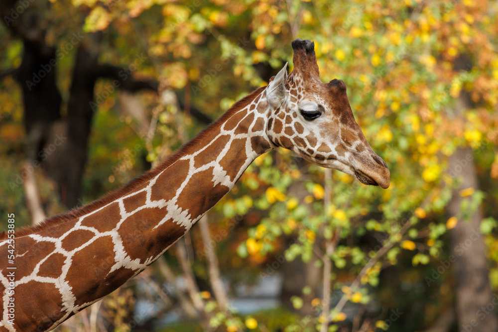 Fototapeta premium Portrait of a giraffe in the nature