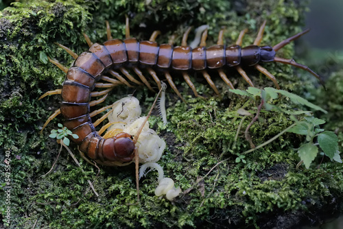 A centipede is looking after her white babies. This multi-legged animal has the scientific name Scolopendra morsitans. photo