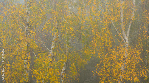 Fototapeta Naklejka Na Ścianę i Meble -  Brzozy jesienią