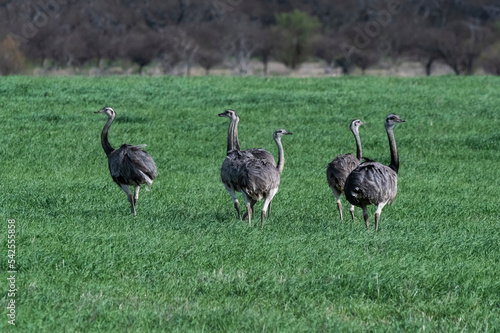 Greater Rhea, Rhea americana, in Pampas coutryside environment, La Pampa province, ,Brazil. photo