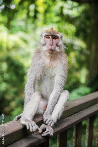 Lovely monkey sitting on a wooden railing. © Sergey Sukhorukov