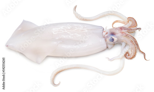 Fresh Banana squid isolated on white background, Banana squid isolated on white with work path.
