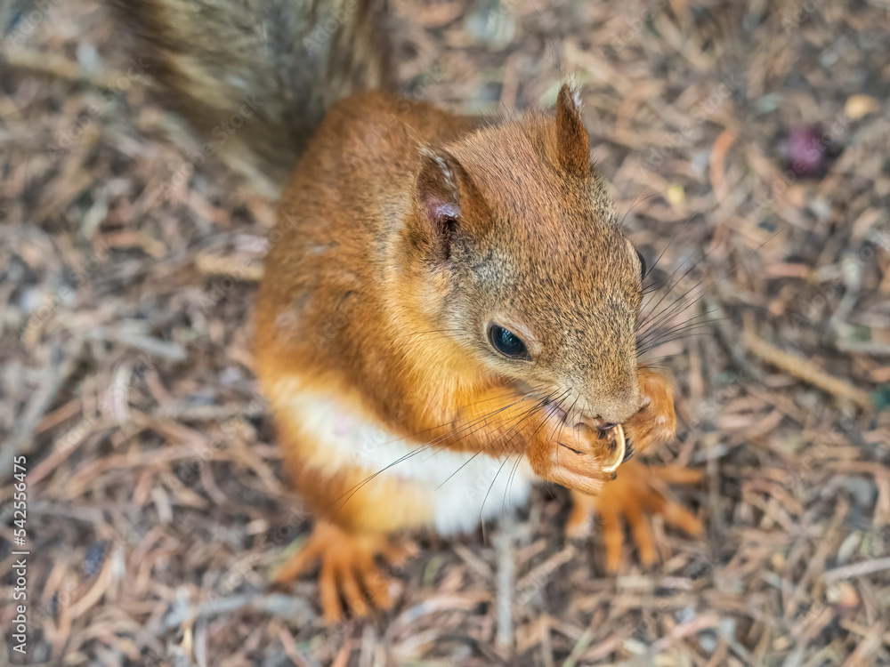 Squirrel in autumn or spring with nut on the green grass with fallen yellow leaves Squirrel in autumn or spring with nut on the green grass with fallen yellow leaves