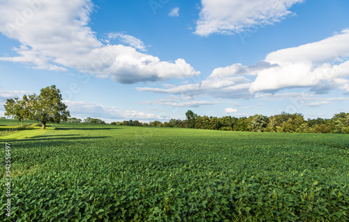 Landscape of the Historic Joseph Poffenberger Farm Field in Side Light on Antietam National Battlefield  Maryland  USA
