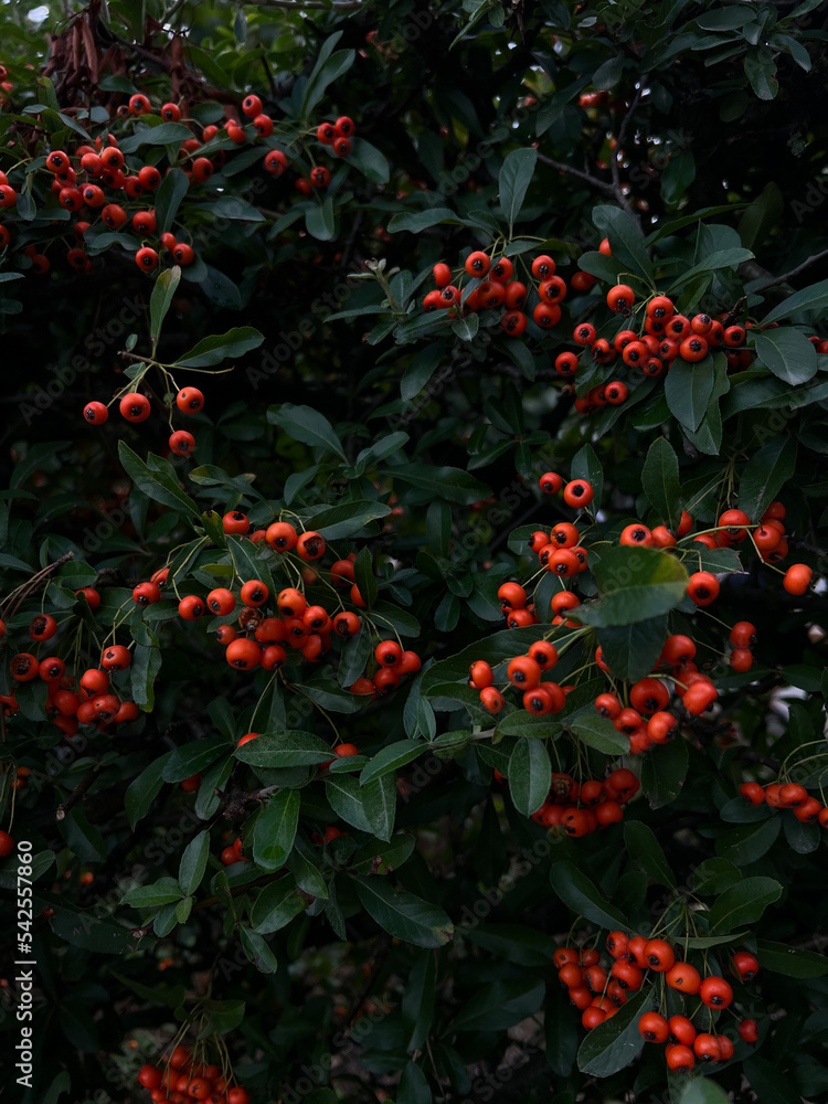 Background orange red berries in autumn