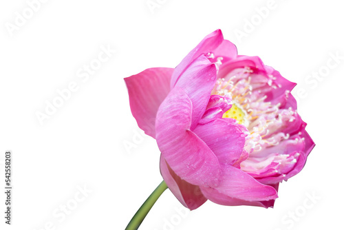 Beautiful pink lotus flower bouquet isolated on white background with copy space and clipping path