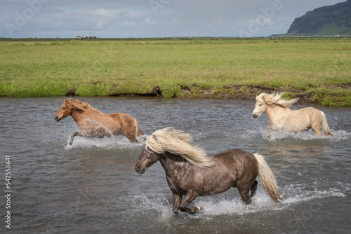 Islandic horses running through a river