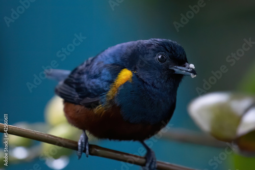 birds from brazil photo