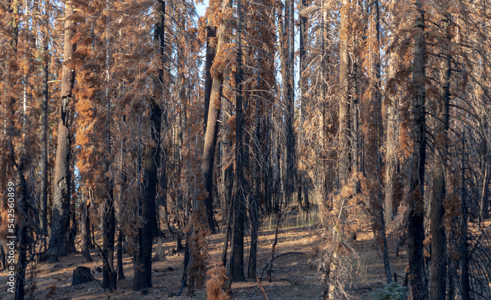 Scorched Aftermath of the Caldor Wildfire in the Sierra Nevada Mountains in 2022 Scorched Aftermath of the Caldor Wildfire in the Sierra Nevada Mountains in 2022