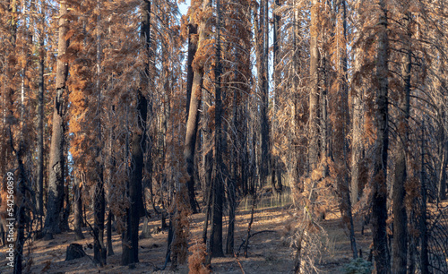 Scorched Aftermath of the Caldor Wildfire in the Sierra Nevada Mountains in 2022 © Lisa