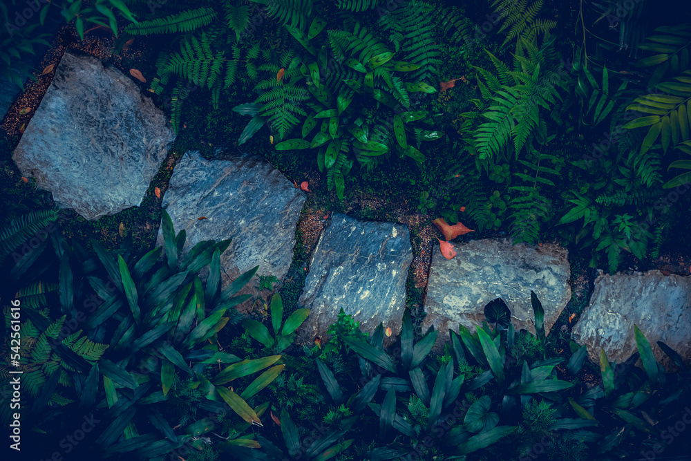 Creative nature background, Green background concepts.Tropical palm leaves, jungle leaf, dark nature concept, tropical leaf. Creative nature background, Green background concepts.Tropical palm leaves, jungle leaf, dark nature concept, tropical leaf.