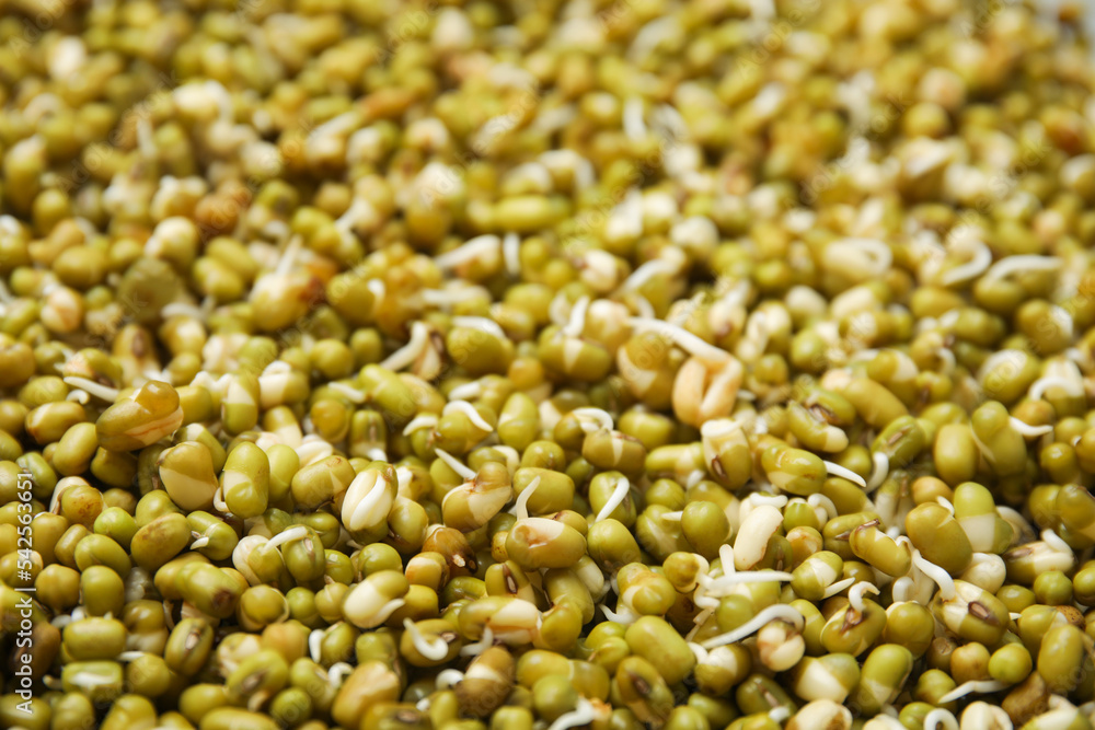 Fresh sprouted mung beans as background, closeup
