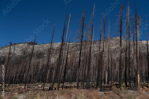 Scorched Aftermath of the Caldor Wildfire in the Sierra Nevada Mountains in 2022