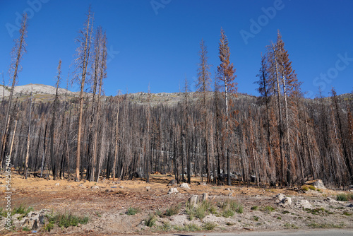 Scorched Aftermath of the Caldor Wildfire in the Sierra Nevada Mountains in 2022 photo