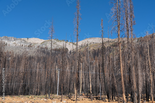 Scorched Aftermath of the Caldor Wildfire in the Sierra Nevada Mountains in 2022 photo