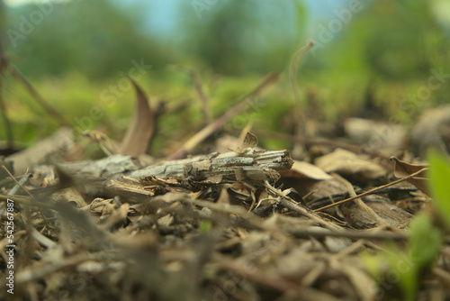 ground close-up in the forest