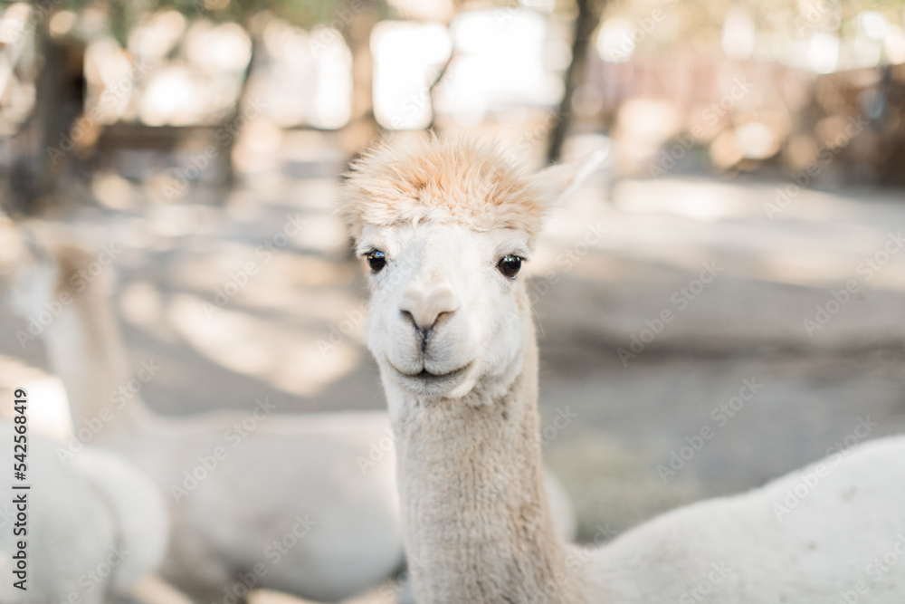 Obraz premium close up of a alpaca