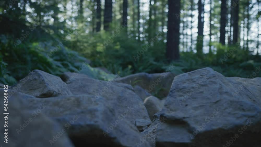 Panning on close up boulders with tall green trees in background in Tillamook State Forest, Oregon Panning on close up boulders with tall green trees in background in Tillamook State Forest, Oregon