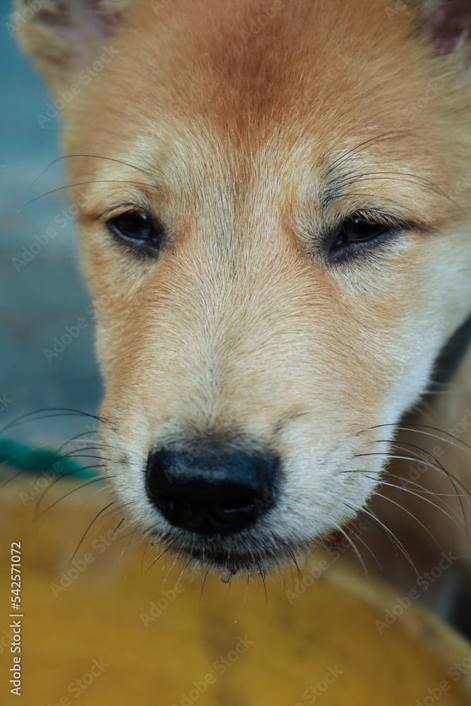 golden puppy looking at the camera on abstract and blurry background golden puppy looking at the camera on abstract and blurry background