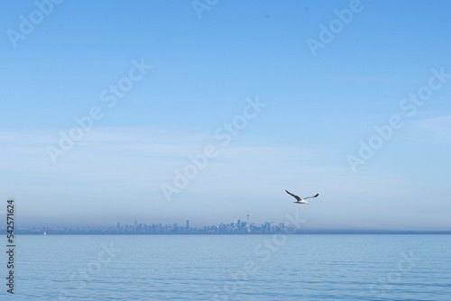 Photography seagulls near toronto skylline
