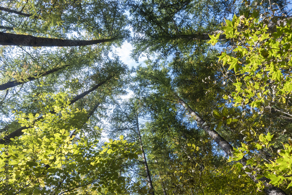 시원스럽게 쭉쭉 뻗은 전나무